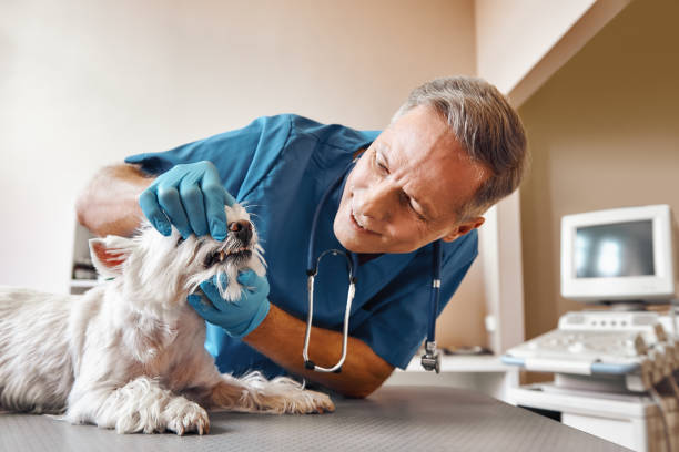 Best 24-Hour Emergency Dentist in Arlington, TX